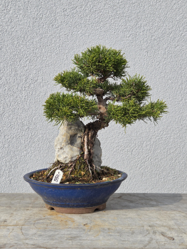 Chinesischer Wacholder - Juniperus chinesis itoigawa