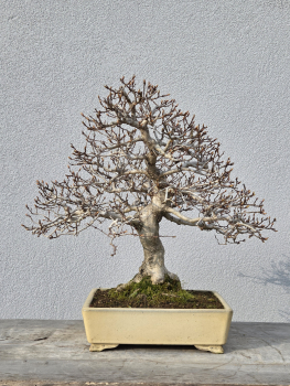 Korianische Hainbuche - Carpinus coreana