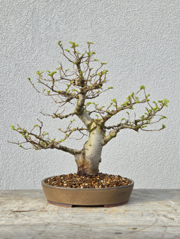 Japanische Ulme - Zelkova serrata