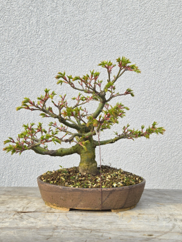 Löwenkopfahorn - Acer shishigashira