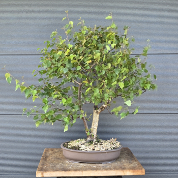Birke - Betula pendula