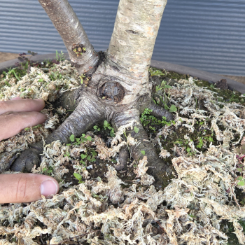 Preview: Birke - Betula pendula