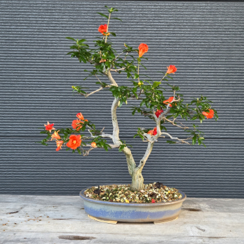 Punica granatum