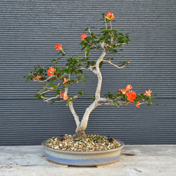 Preview: Punica granatum