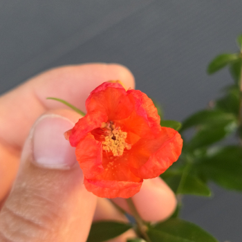 Preview: Punica granatum