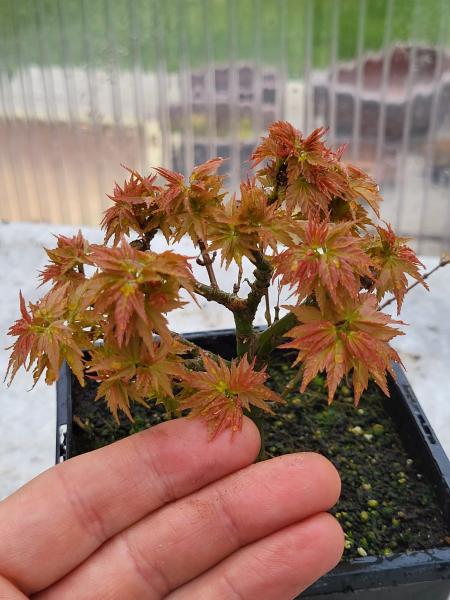 Löwenkopfahorn - Acer palmatum shishigashira
