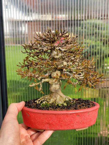 Dreispitzahorn - Acer buergerianum