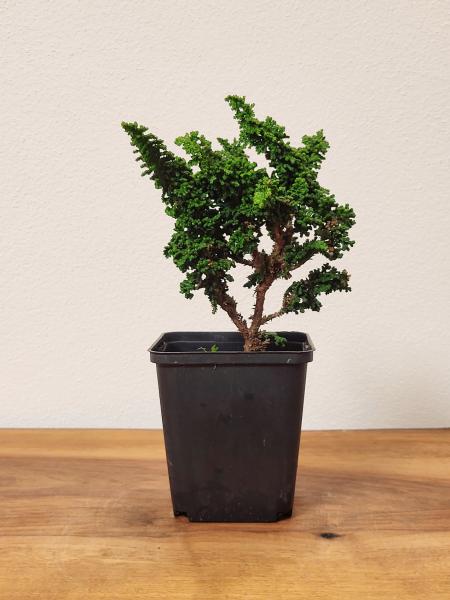 Japanische Zypresse - Sekka hinoki