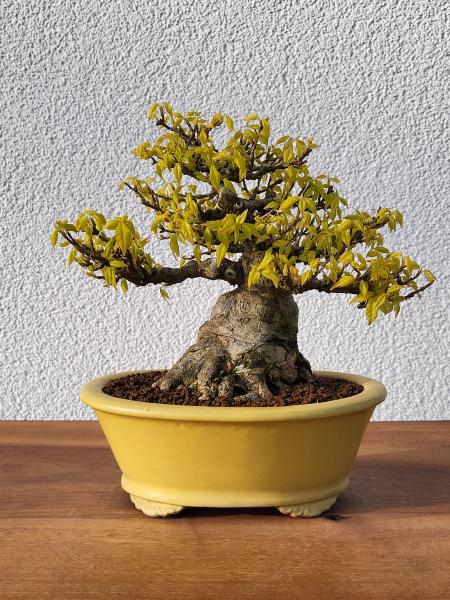 Dreispitzahorn - Acer buergerianum