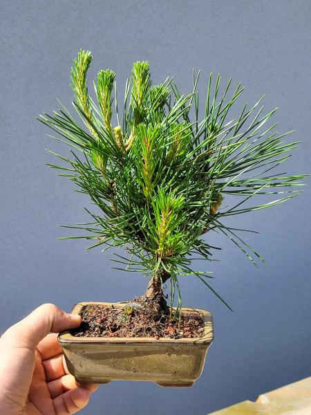 Schwarzkiefer - Pinus thunbergii