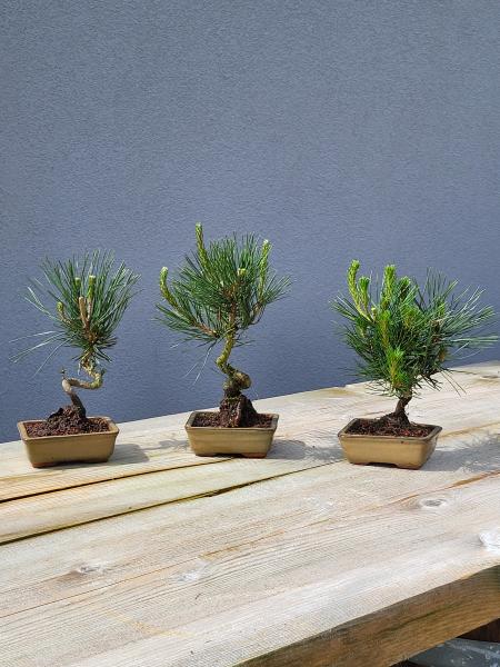Schwarzkiefer - Pinus thunbergii