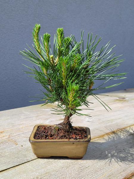 Schwarzkiefer - Pinus thunbergii
