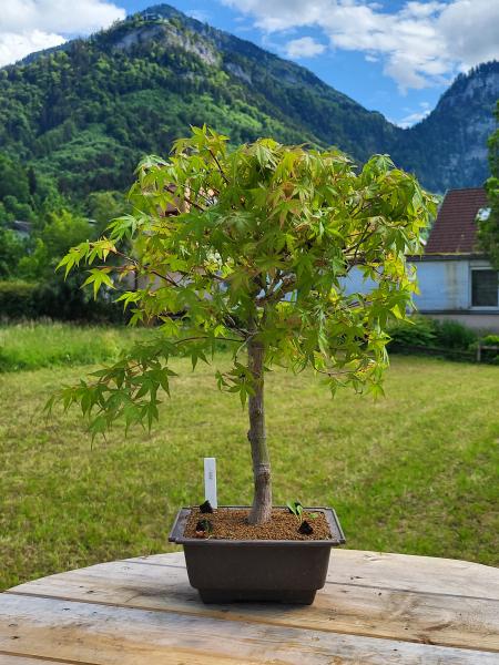 Fächerahorn - Acer katsura