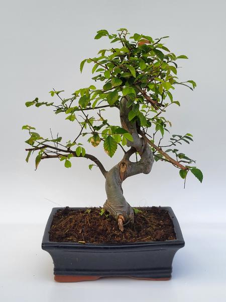 Chinesische Ulme - Ulmus parvifolia