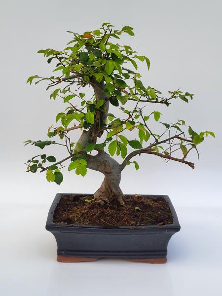 Chinesische Ulme - Ulmus parvifolia