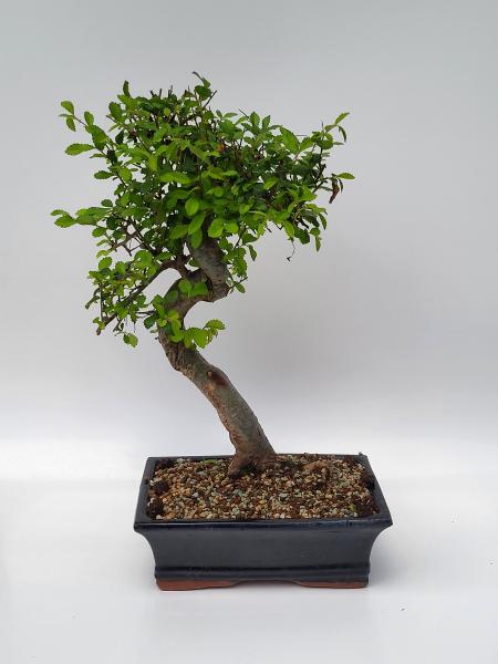 Chinesische Ulme - Ulmus parvifolia