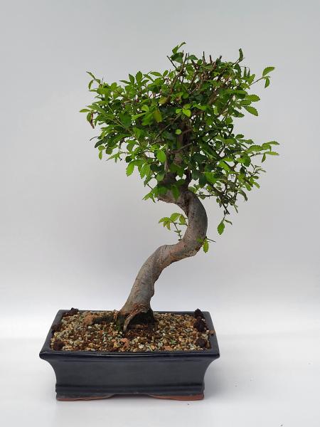 Chinesische Ulme - Ulmus parvifolia