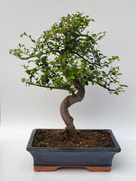 Chinesische Ulme - Ulmus parvifolia