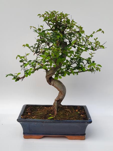 Chinesische Ulme - Ulmus parvifolia
