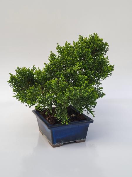 Chinesischer Wacholder - Juniperus chinesis