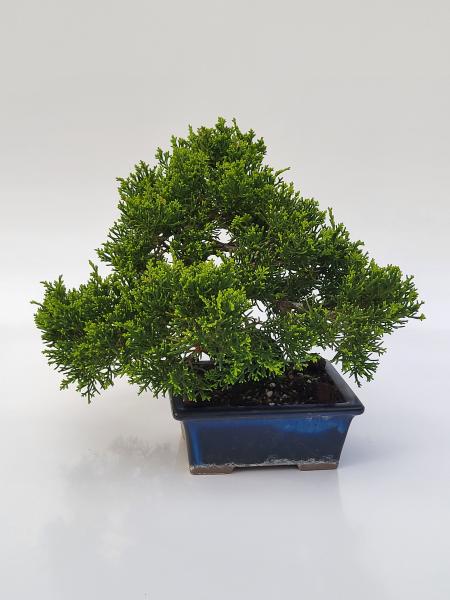 Chinesischer Wacholder - Juniperus chinesis