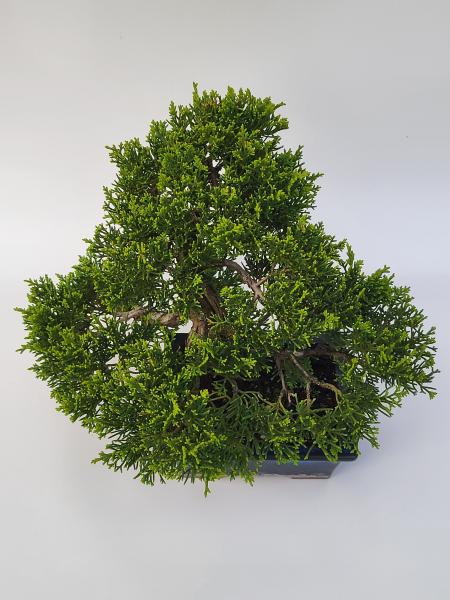 Chinesischer Wacholder - Juniperus chinesis