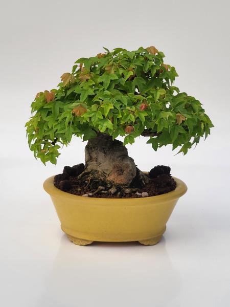 Dreispitzahorn - Acer buergerianum