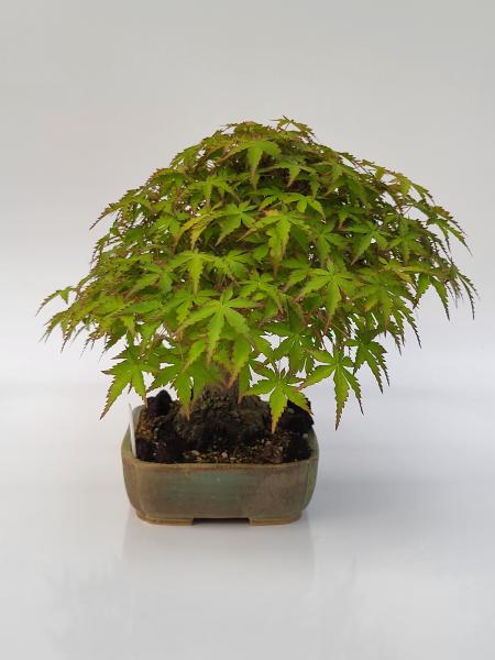 Fächerahorn - Acer palmatum yamamomiji