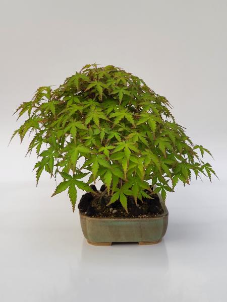 Fächerahorn - Acer palmatum yamamomiji