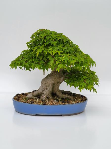 Dreispitzahorn - Acer buergerianum