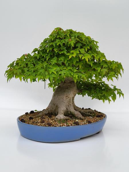 Dreispitzahorn - Acer buergerianum