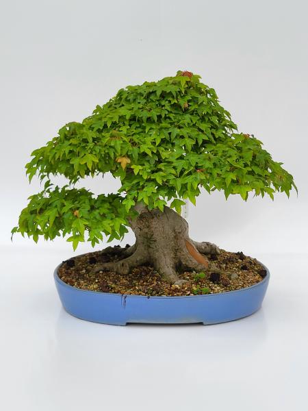 Dreispitzahorn - Acer buergerianum