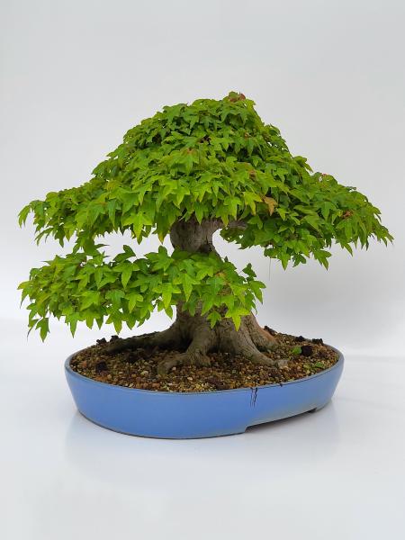 Dreispitzahorn - Acer buergerianum