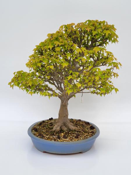 Bonsai - Dreispitzahorn Acer buergerianum