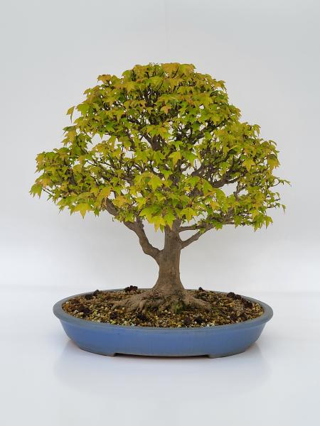 Bonsai - Dreispitzahorn Acer buergerianum