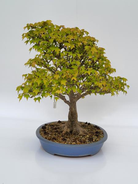 Bonsai - Dreispitzahorn Acer buergerianum