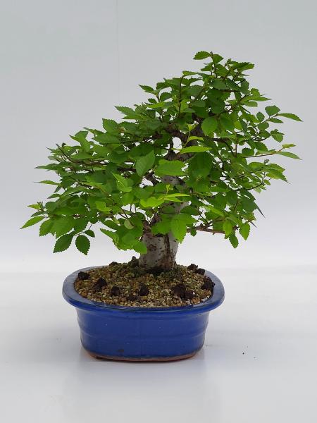 Zelkova Serrata 38cm