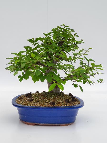 Zelkova Serrata 38cm