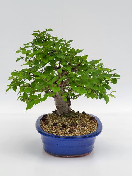 Zelkova Serrata 38cm