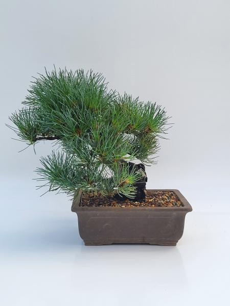 Mädchenkiefer - Pinus Parvifola