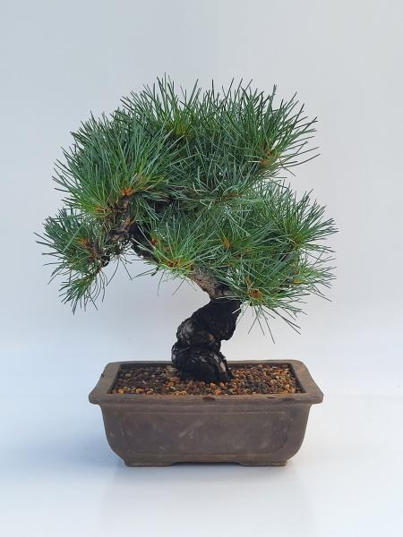 Mädchenkiefer - Pinus Parvifola