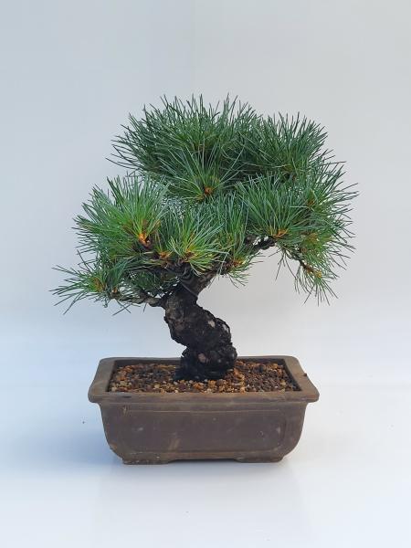 Mädchenkiefer - Pinus Parvifola