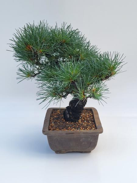Mädchenkiefer - Pinus Parvifola