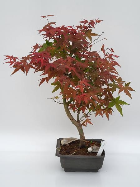 Fächerahorn - Acer deshojo