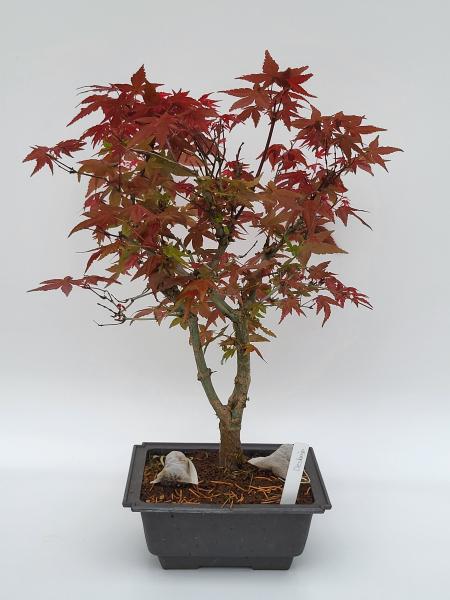 Fächerahorn - Acer deshojo