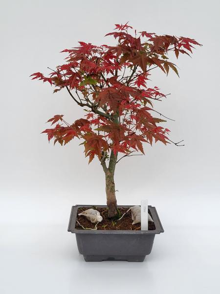 Fächerahorn - Acer deshojo