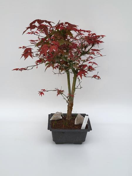 Fächerahorn - Acer deshojo