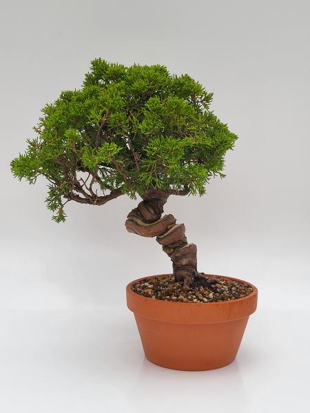 Chinesischer Wacholder - Juniperus chinesis itoigawa