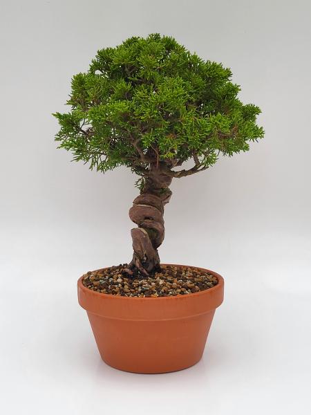 Chinesischer Wacholder - Juniperus chinesis itoigawa
