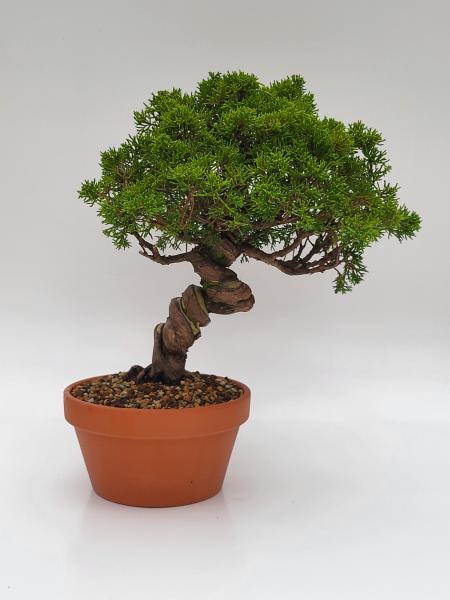 Chinesischer Wacholder - Juniperus chinesis itoigawa